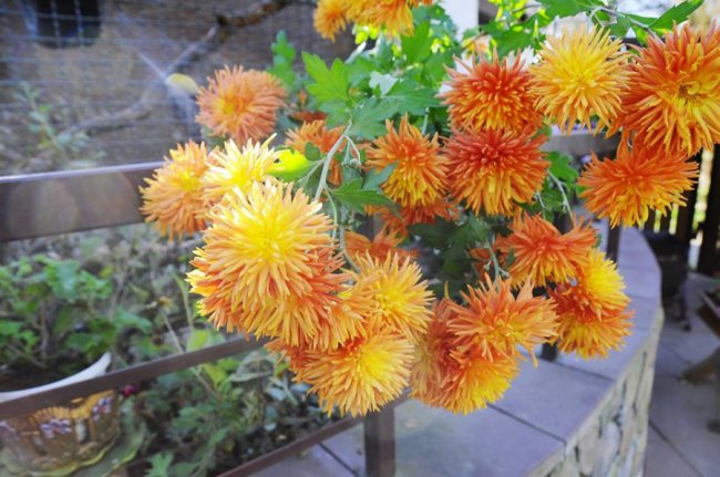 Мешканці Луцького зоопарку – в очікуванні зими. ФОТО