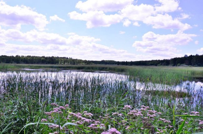 Казкові краєвиди Цуманської пущі. ФОТО
