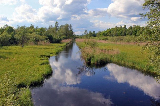 Казкові краєвиди Цуманської пущі. ФОТО