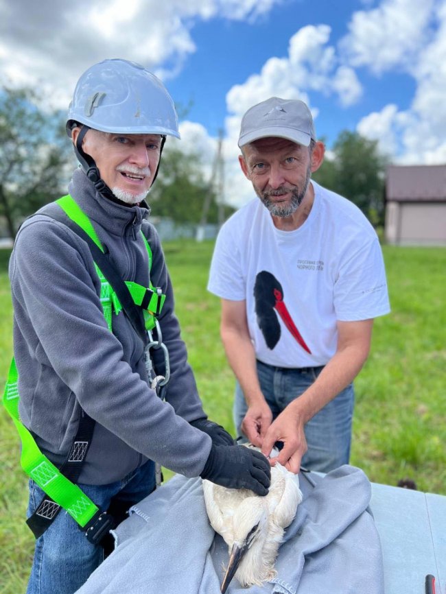 Спостерігатимуть через супутник: на Волині вперше кільцювали лелечат. ФОТО