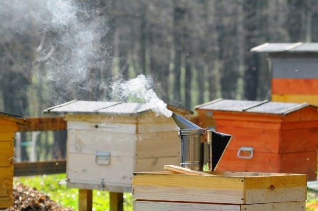 На Волині лісові пасічники  зібрали майже 2 тонни меду