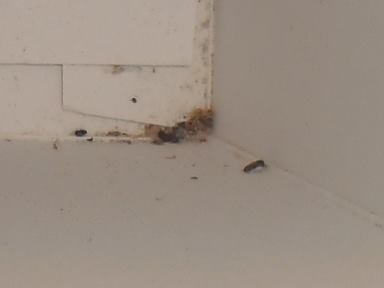 Рис з мертвими комахами продають у Нововолинську. ФОТО