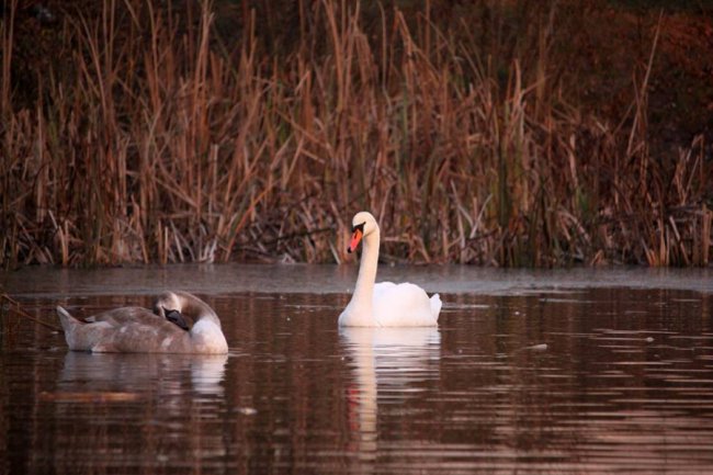 Як на волинському озері зимують лебеді. ФОТО