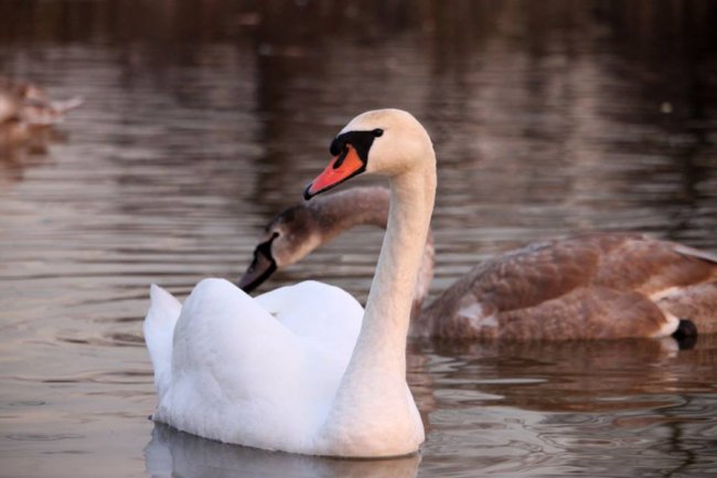 Як на волинському озері зимують лебеді. ФОТО