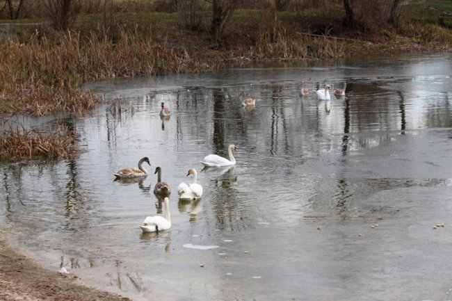 Як на волинському озері зимують лебеді. ФОТО