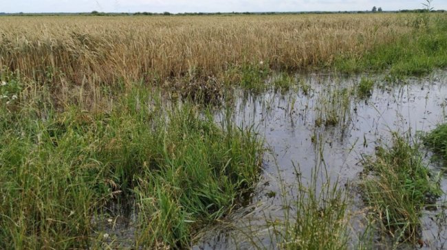 «Вода стоїть у хатах»: жителі 5 районів на Волині потерпають від літнього паводка. ВІДЕО