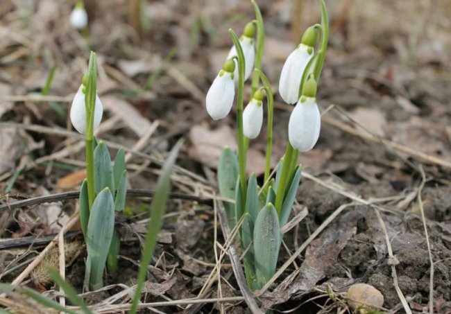 У місті на Волині зацвіли підсніжники. ФОТО