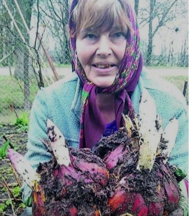 Квітникарка з Волині вирощує на клумбі гігантські лілії