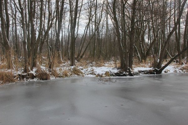 Красиві фото зими у волинському Поліссі 