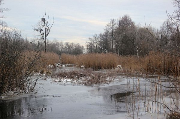 Красиві фото зими у волинському Поліссі 