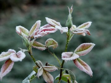 В Україні прогнозують нічні заморозки: коли і де очікувати мінусову температуру