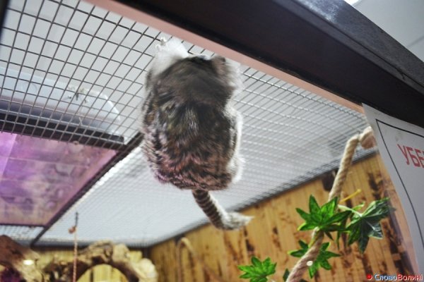 У Луцьку ‒ виставка мавп. ФОТО. ВІДЕО