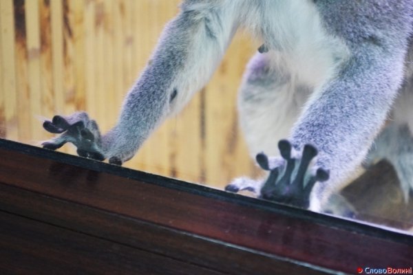 У Луцьку ‒ виставка мавп. ФОТО. ВІДЕО