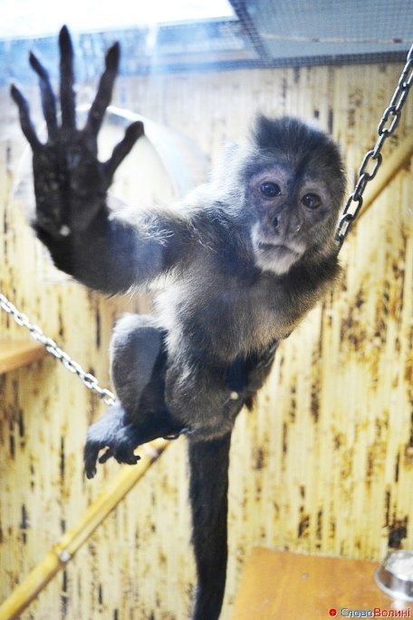 У Луцьку ‒ виставка мавп. ФОТО. ВІДЕО