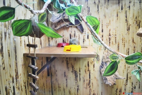 У Луцьку ‒ виставка мавп. ФОТО. ВІДЕО