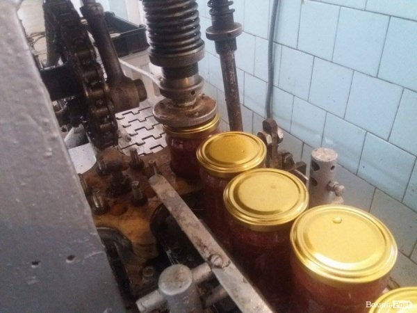 На Волині суничний бум – замість чорниці люди збирають «ягоду сонця». ФОТО