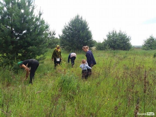 На Волині суничний бум – замість чорниці люди збирають «ягоду сонця». ФОТО