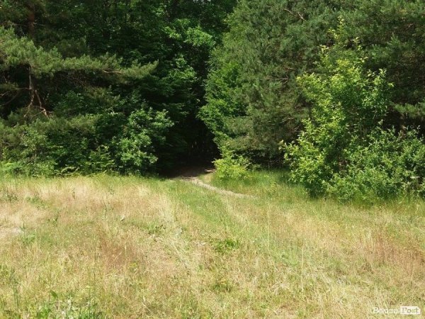 На Волині суничний бум – замість чорниці люди збирають «ягоду сонця». ФОТО