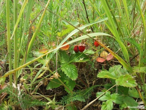 На Волині суничний бум – замість чорниці люди збирають «ягоду сонця». ФОТО