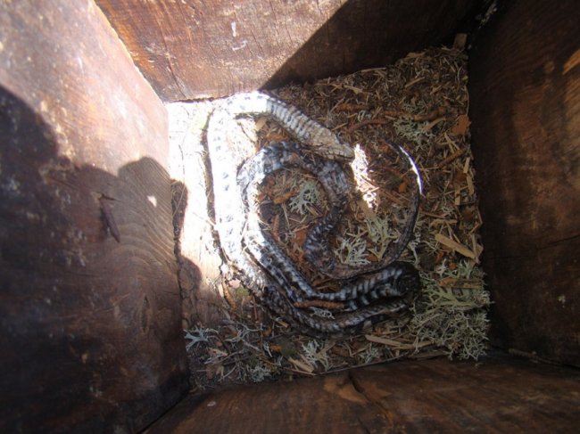 У шпаківні на території волинського нацпарку оселилися вужі. ФОТО