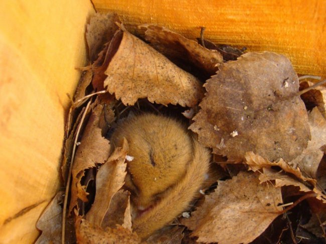 У шпаківні на території волинського нацпарку оселилися вужі. ФОТО