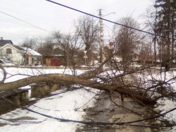 На Заході України буревій повалив дерева і знеструмив будинки. ФОТО