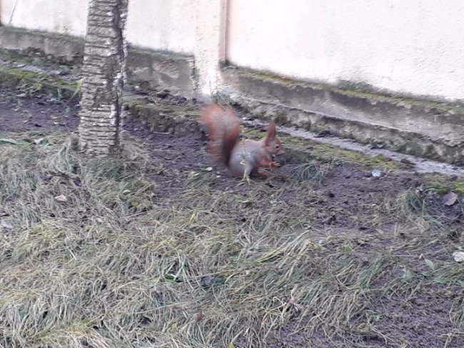 Курйоз на Волині: як білка зробила склад харчів у  Mercedes. ФОТО