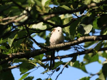 Фотографа здивувала пташина на Волині. ФОТО