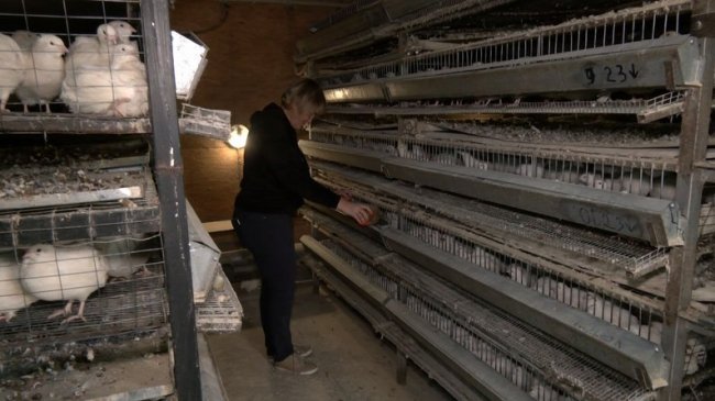 Волинянка з нуля створила перепелину ферму і допомагає госпіталю