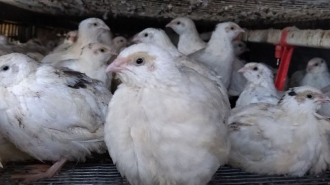 Волинянка з нуля створила перепелину ферму і допомагає госпіталю