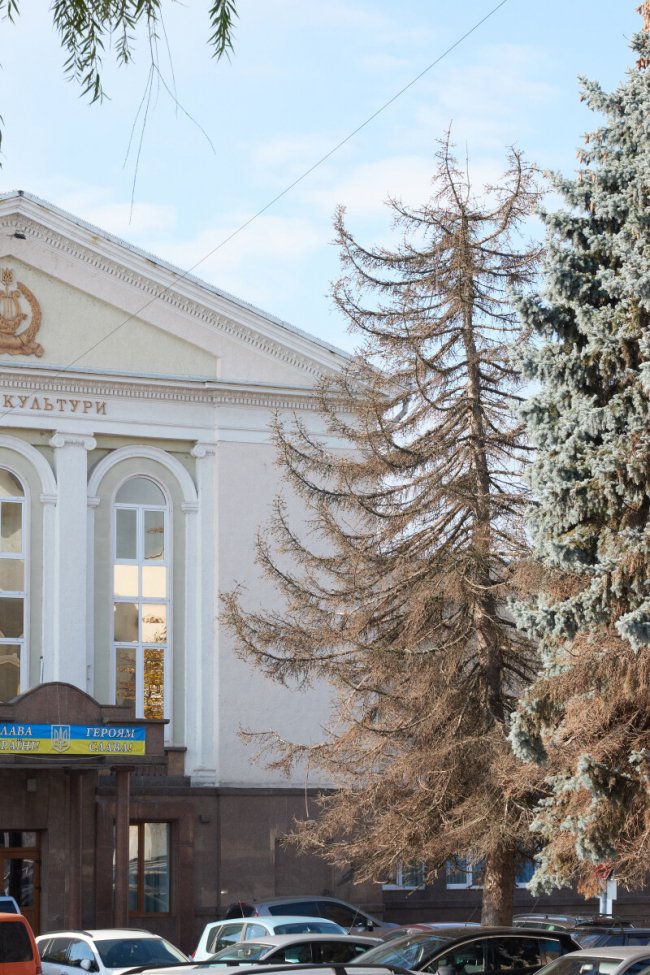 У Луцьку на Театральному майдані зріжуть дерева. ФОТО