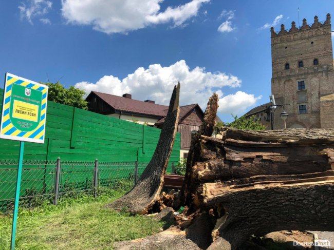 У Луцьку прибирають залишки двохсотлітнього Лесиного ясена