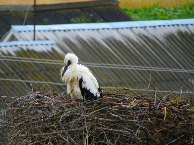 Волинський священик показав, як підросли церковні лелеки. ФОТО