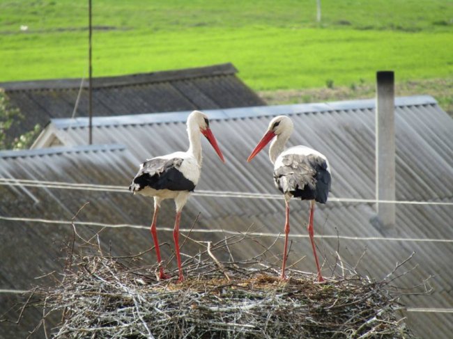Волинський священик показав, як підросли церковні лелеки. ФОТО