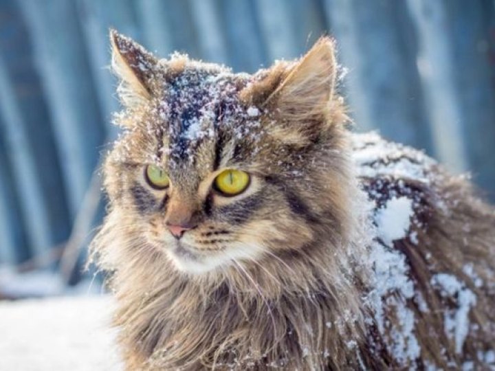 Коли чекати потепління на Волині: народний синоптик здивував прогнозом на зиму