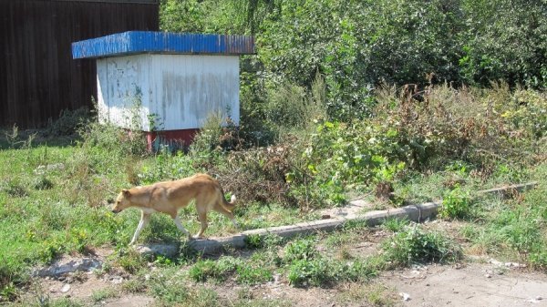 Будні собачого притулку в Луцьку. ФОТО