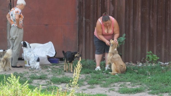 Будні собачого притулку в Луцьку. ФОТО