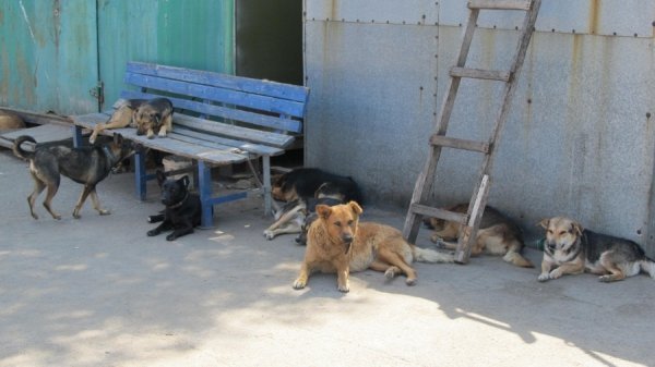 Будні собачого притулку в Луцьку. ФОТО