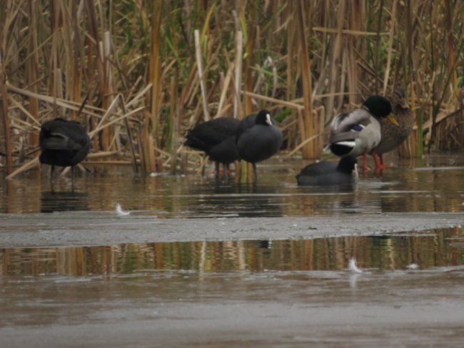 В ополонці волинського озера залишилися лебеді-шипуни. ФОТО