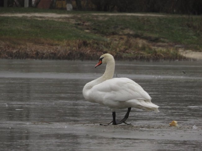 В ополонці волинського озера залишилися лебеді-шипуни. ФОТО