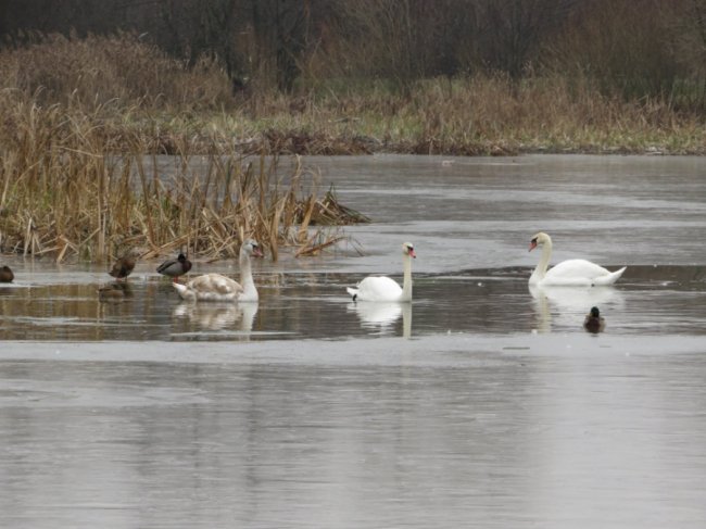 В ополонці волинського озера залишилися лебеді-шипуни. ФОТО