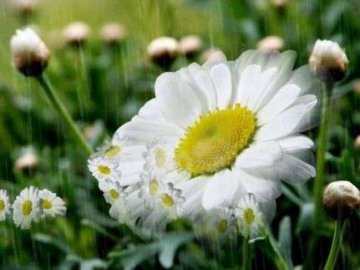 Погода в Луцьку та Волинській області на неділю, 18 липня