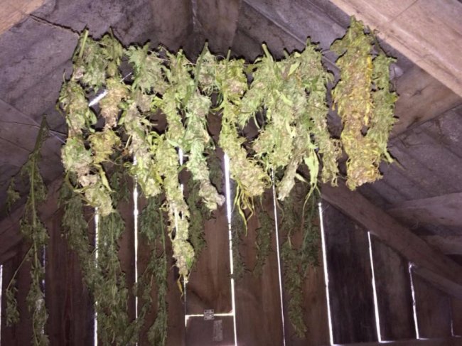 Волинянин на горищі сушив коноплю