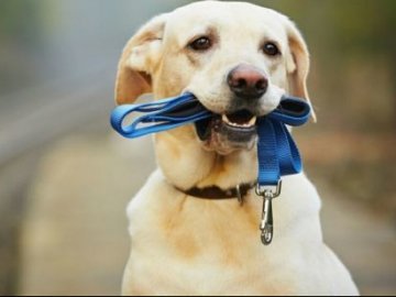 Лучани просять облаштувати майданчик для вигулу собак біля шовкового комбінату