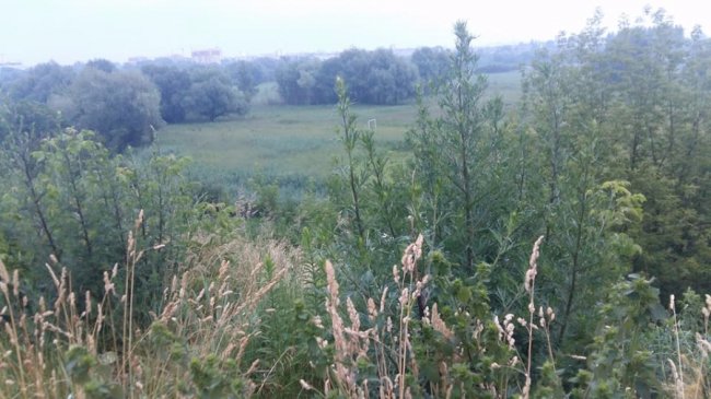 Симфонія зі співу птахів, неохайності та сміття, – активіст про оглядовий майданчик Луцька