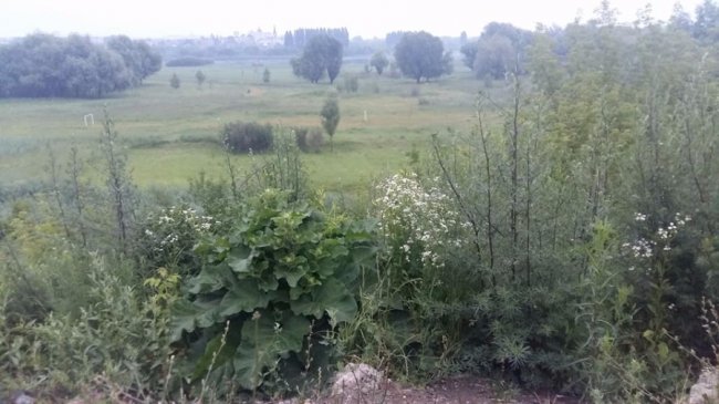 Симфонія зі співу птахів, неохайності та сміття, – активіст про оглядовий майданчик Луцька