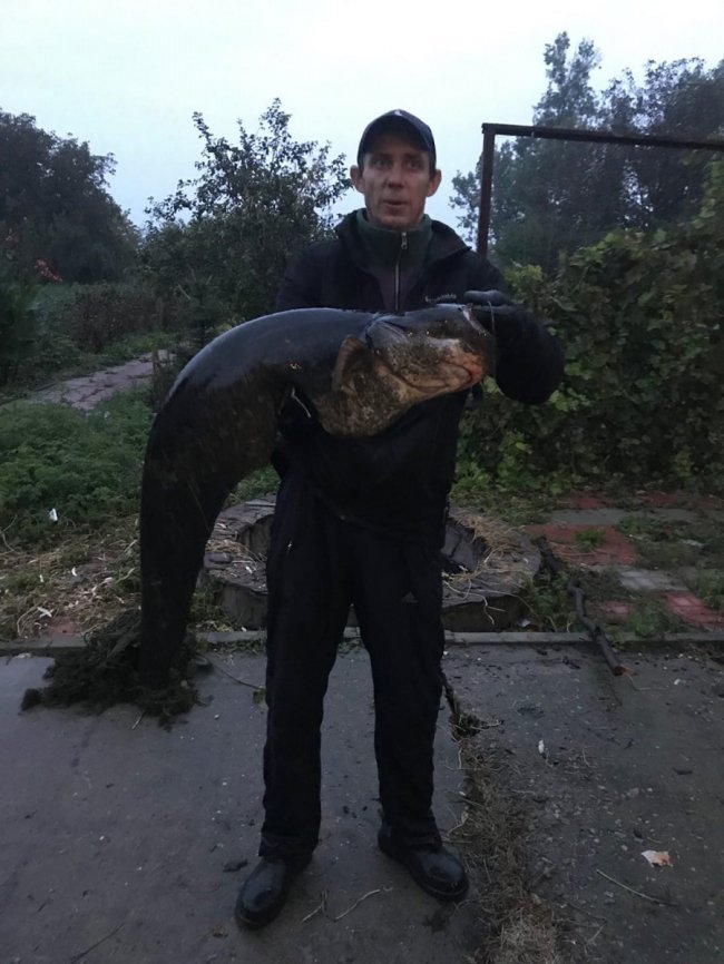 Волинянин спіймав гігантського сома. ФОТО