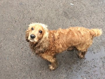 Якщо ваша собака зникла або втекла: поради луцької активістки