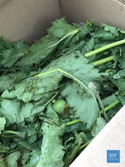 У місті на Волині зловили чоловіка з ящиком маку