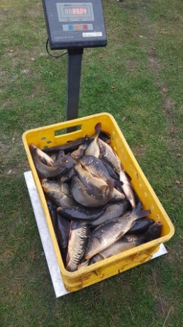 У волинські водойми випустили понад 3 тонни цінної риби. ФОТО